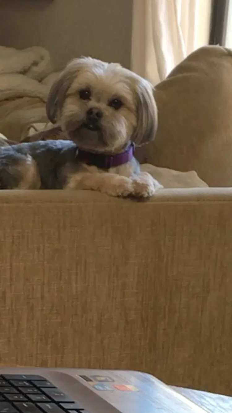 Lost dog in Flagstaff, AZ, 86004
