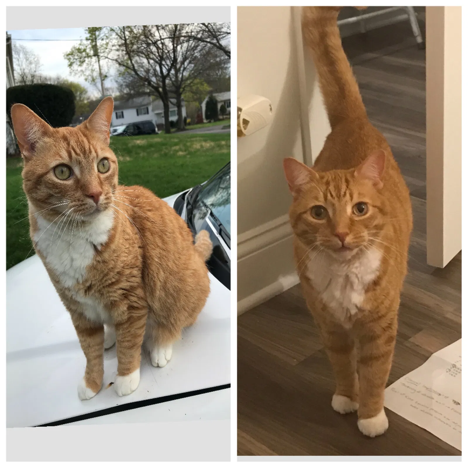 Lost cat in New Haven, CT, 6515