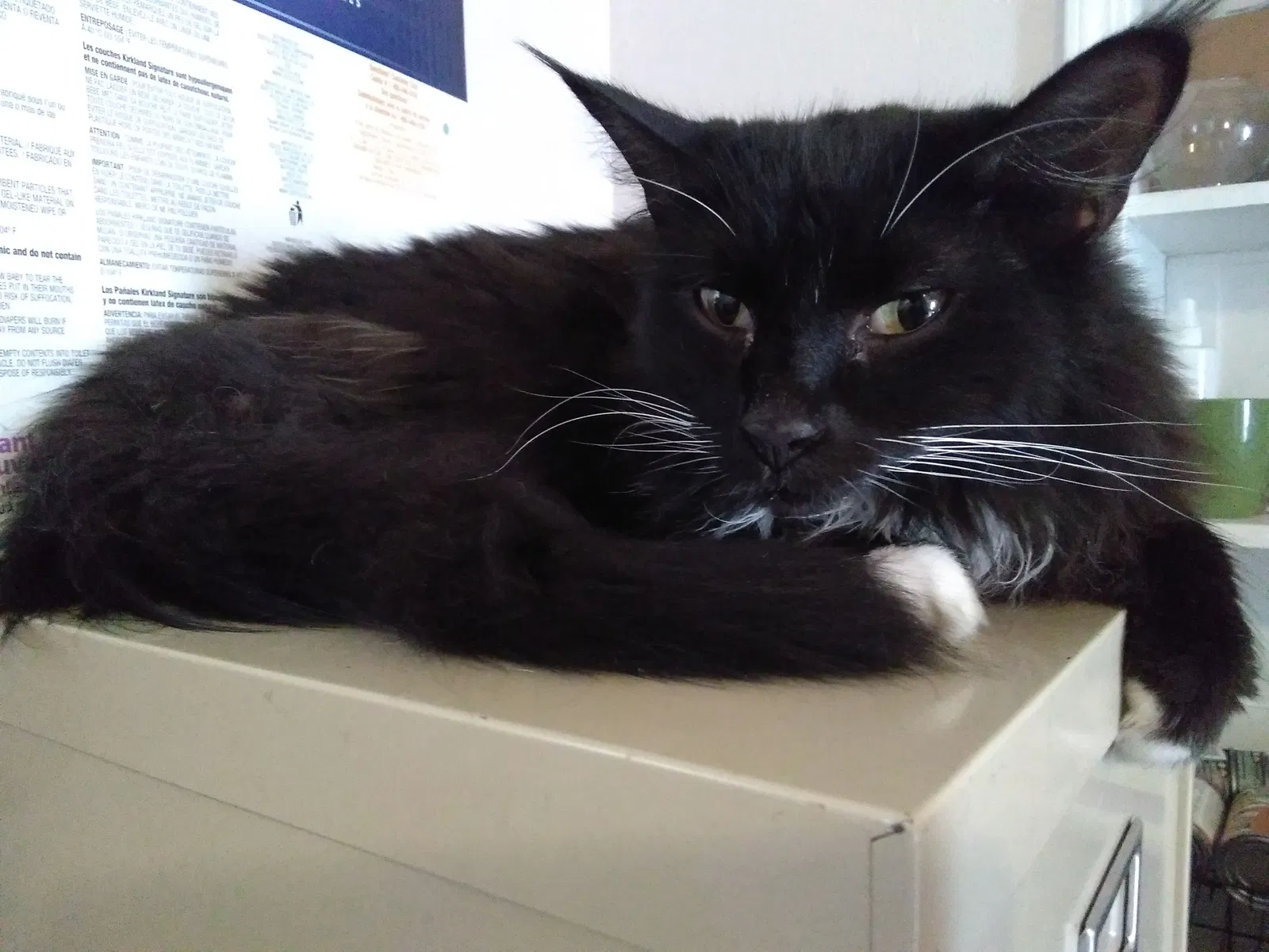 Lost cat in Spokane, WA, 99207