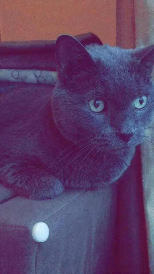 Lost cat in Olmsted Falls, OH, 44138
