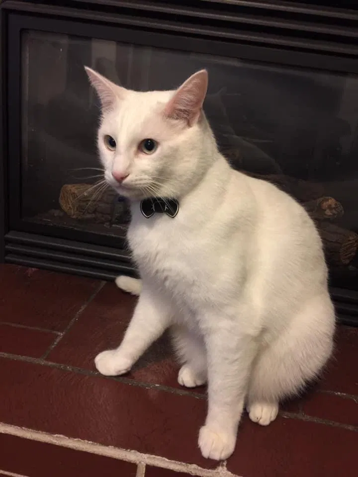 Lost cat in Mountlake Terrace, WA, 98043