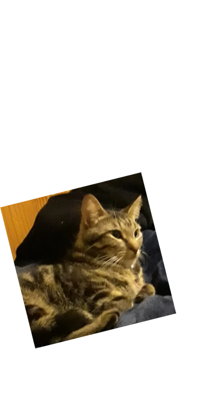 Lost cat in Springfield, MO, 65802