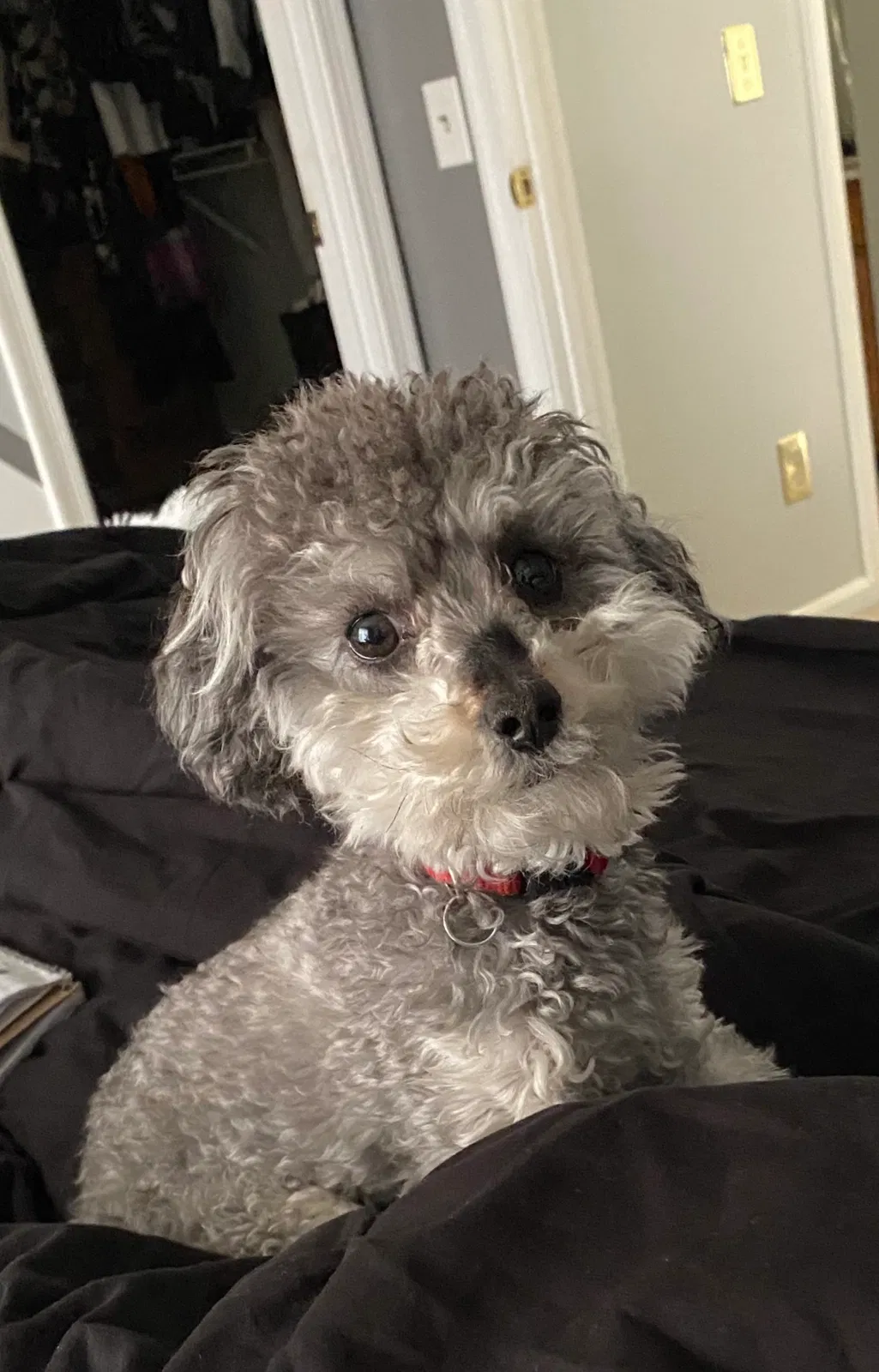 Lost dog in White Plains, MD, 20695