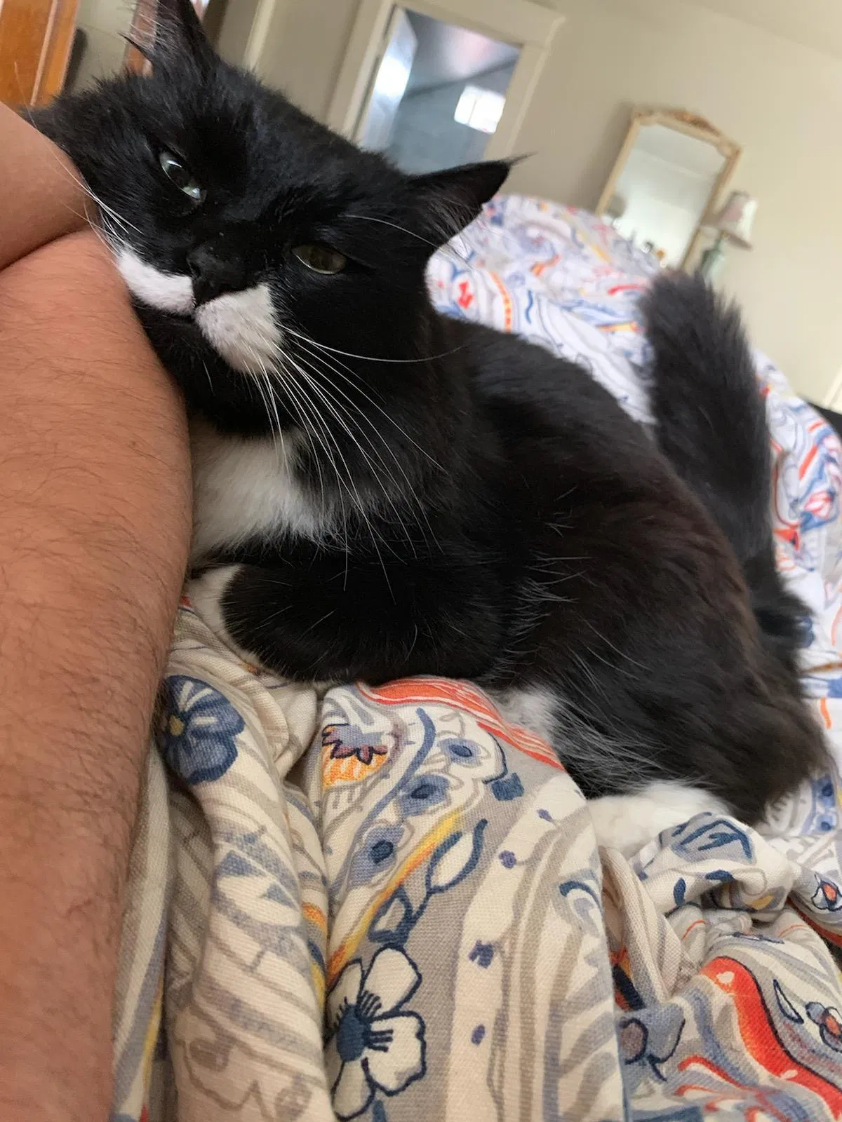 Lost cat in Seattle, WA, 98112