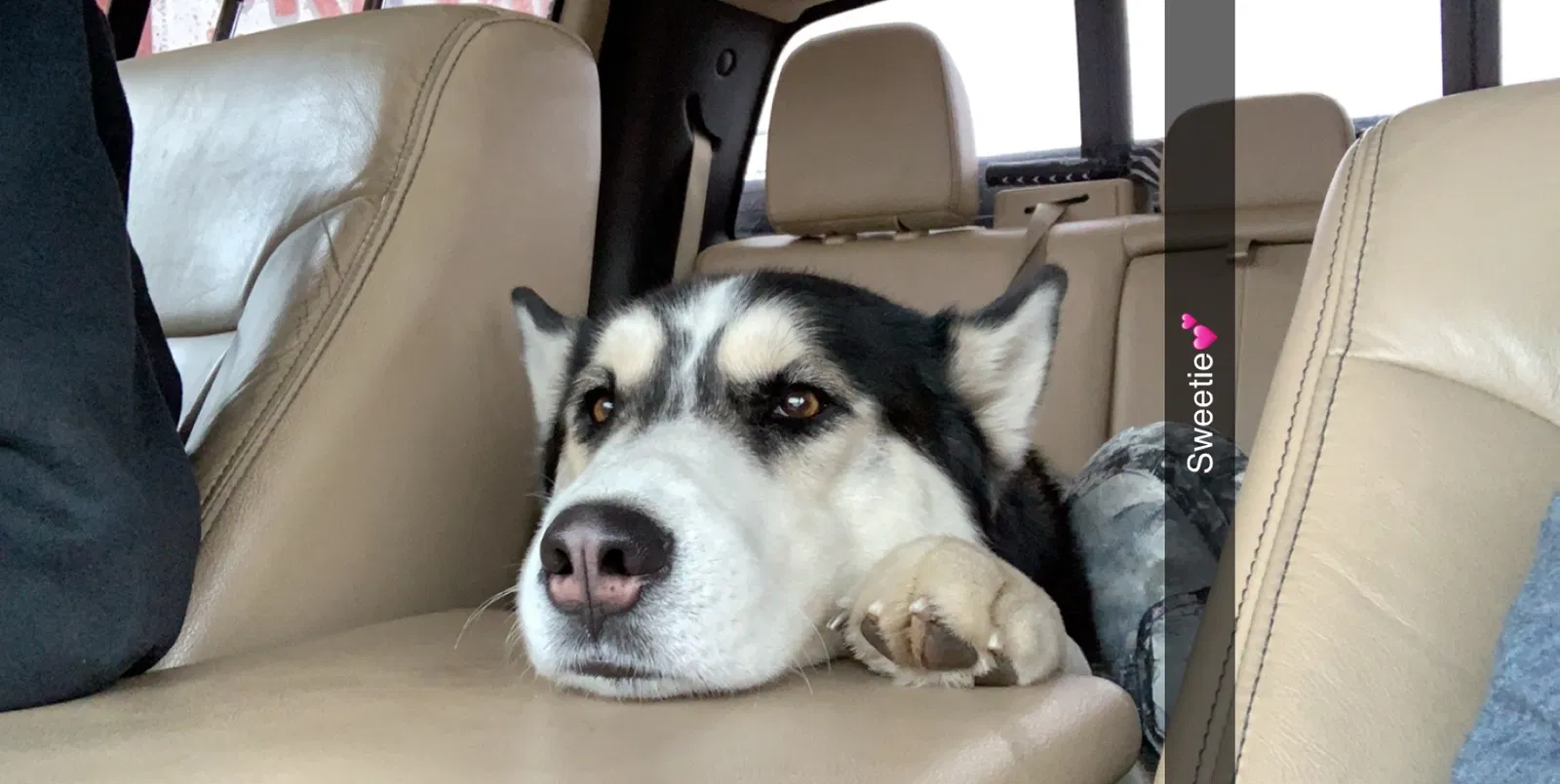 Lost dog in Lehi, UT, 84043