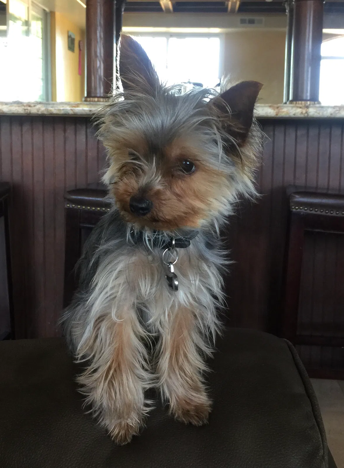 Lost dog in Watsonville, CA, 95076
