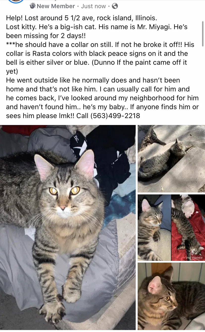 Lost cat in Rock Island, IL, 61201