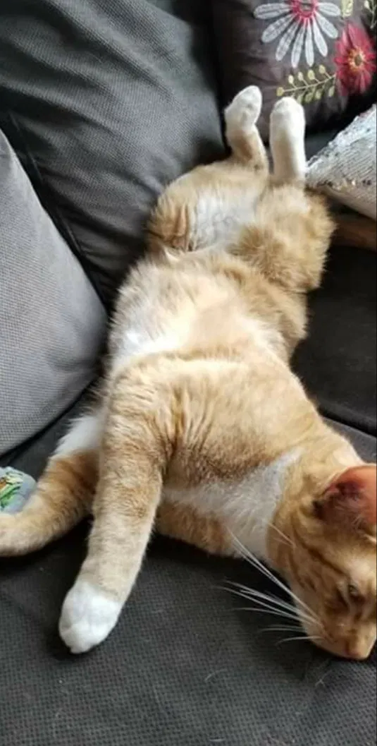 Lost cat in Anchorage, AK, 99518