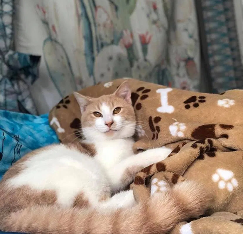 Lost cat in Pensacola, FL, 32534