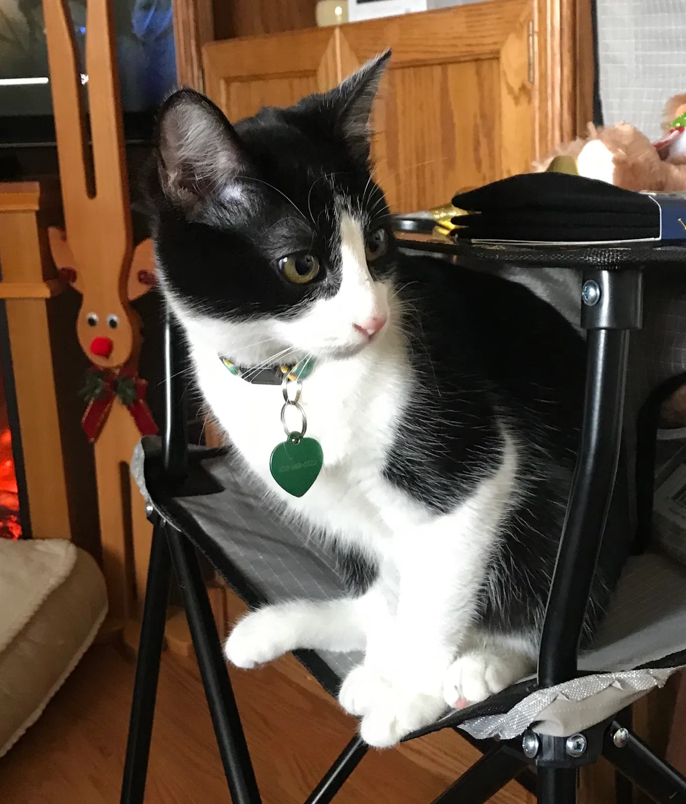 Lost cat in San Diego, CA, 92126