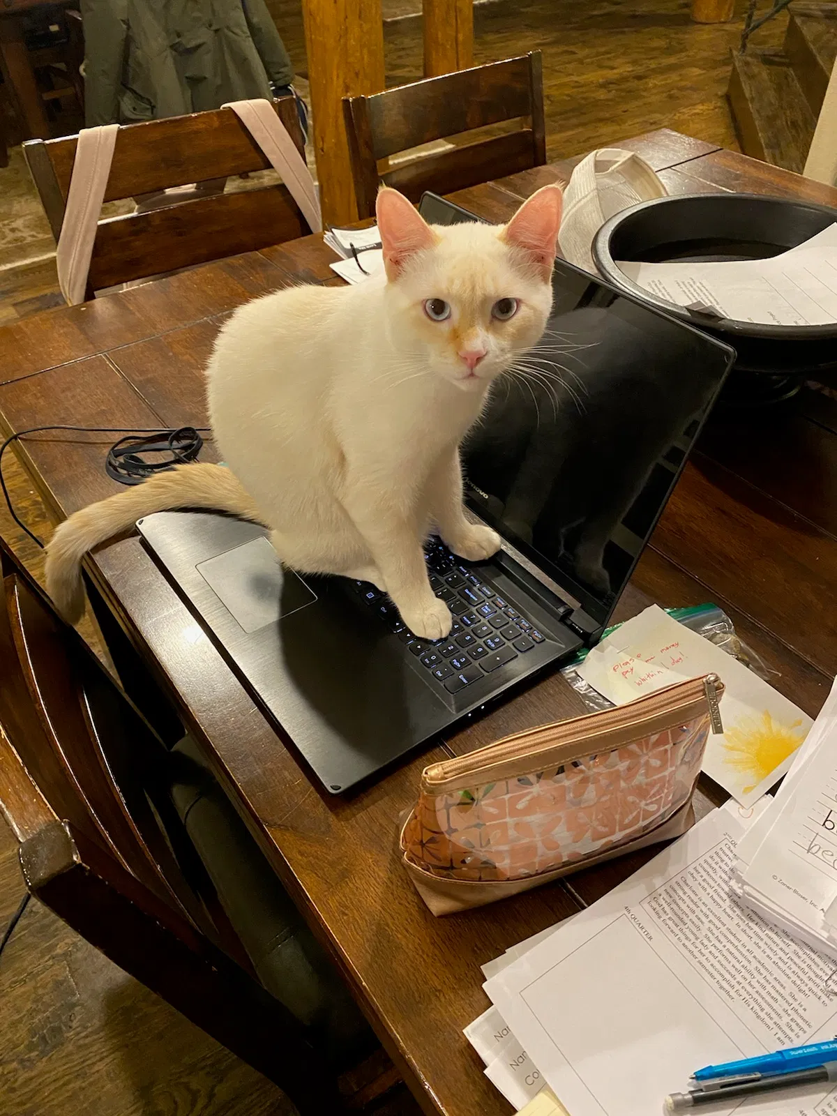 Lost cat in Tulsa, OK, 74137