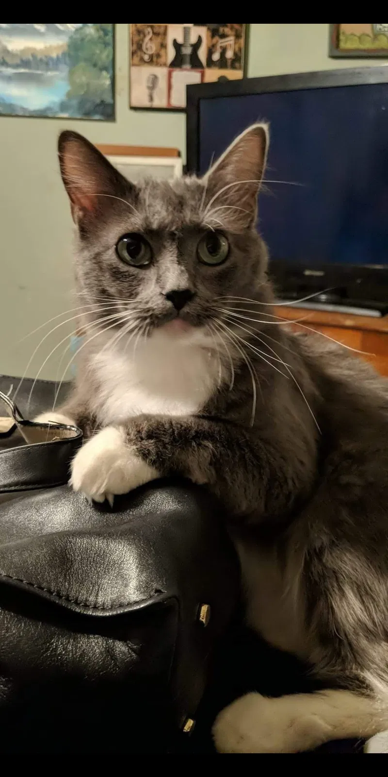 Lost cat in Roswell, GA, 30076