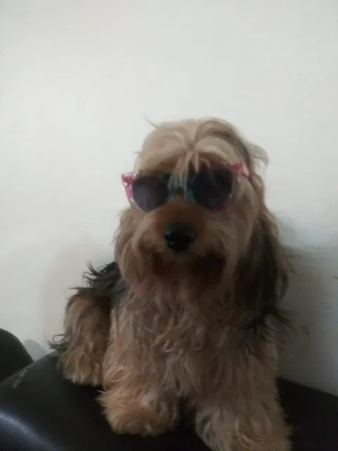 Lost dog in Edinburg, TX, 78539