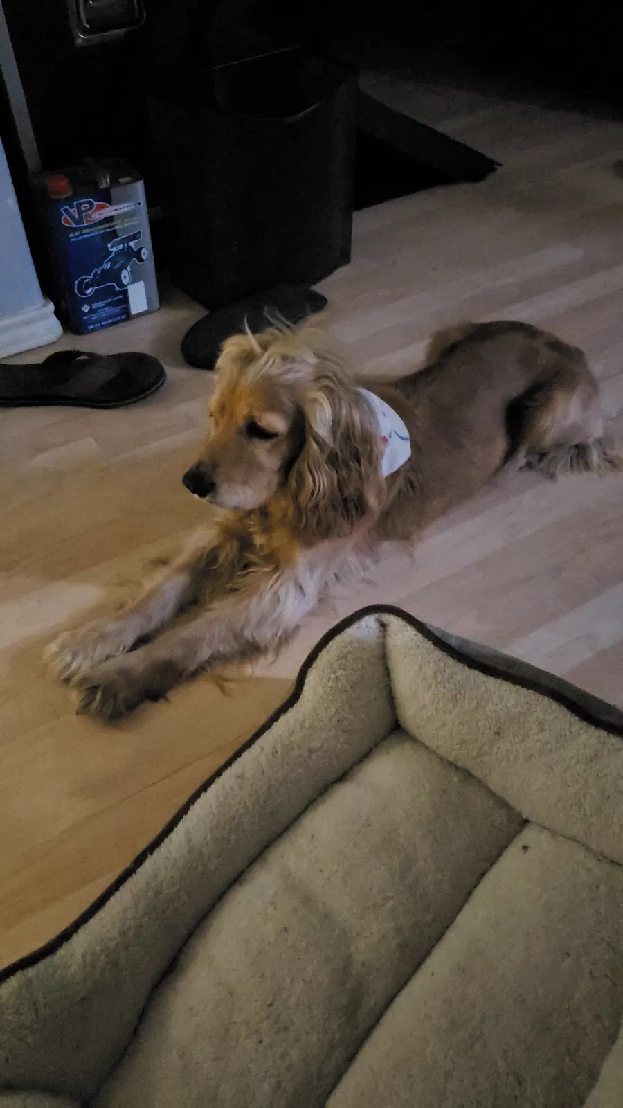 Lost dog in Pharr, TX, 78577
