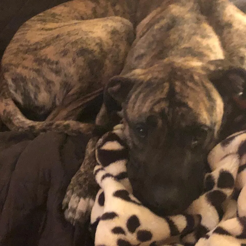 Lost dog in Lexington, SC, 29072