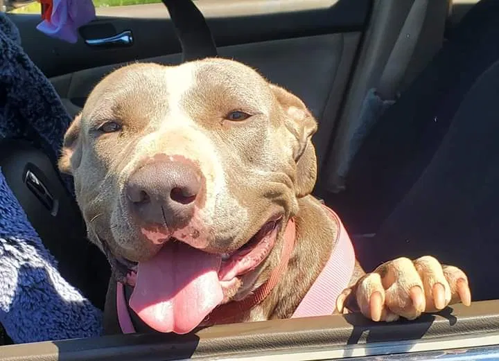 Lost dog in Highland, CA, 92346