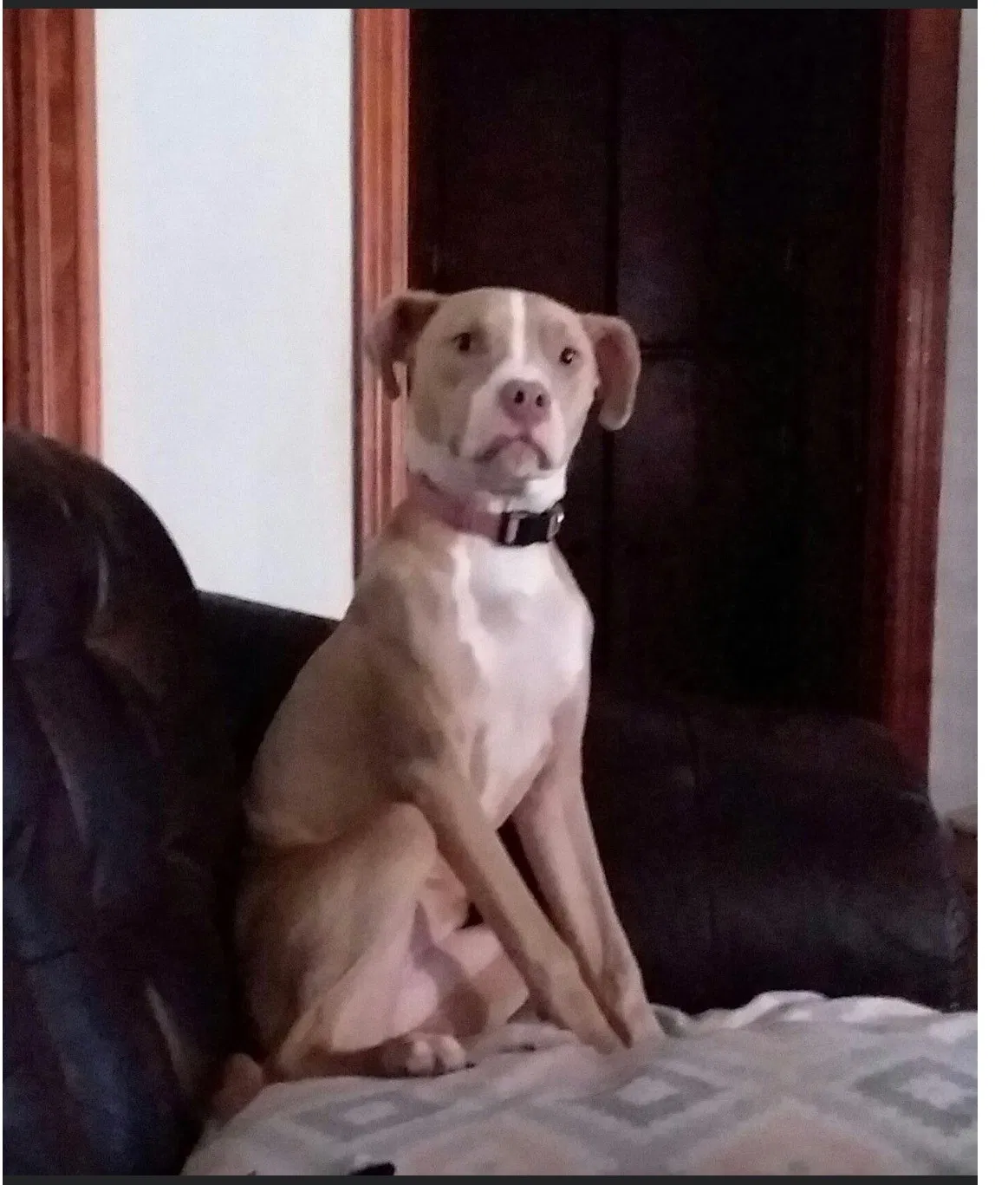 Lost dog in Saint Louis, MO, 63114