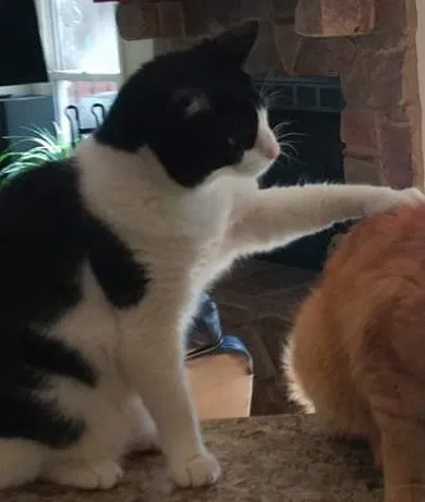 Lost cat in Cincinnati, OH, 45255