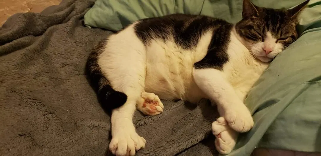 Lost cat in Wallingford, CT, 6492