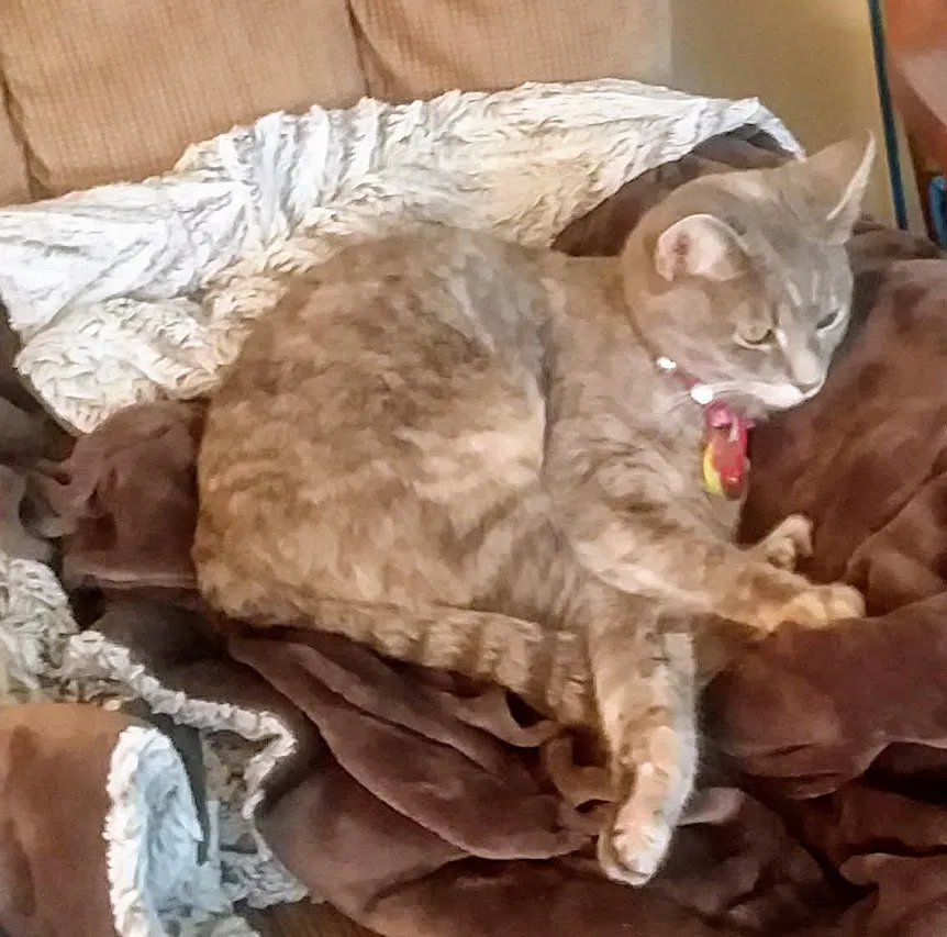 Lost cat in Beloit, WI, 53511