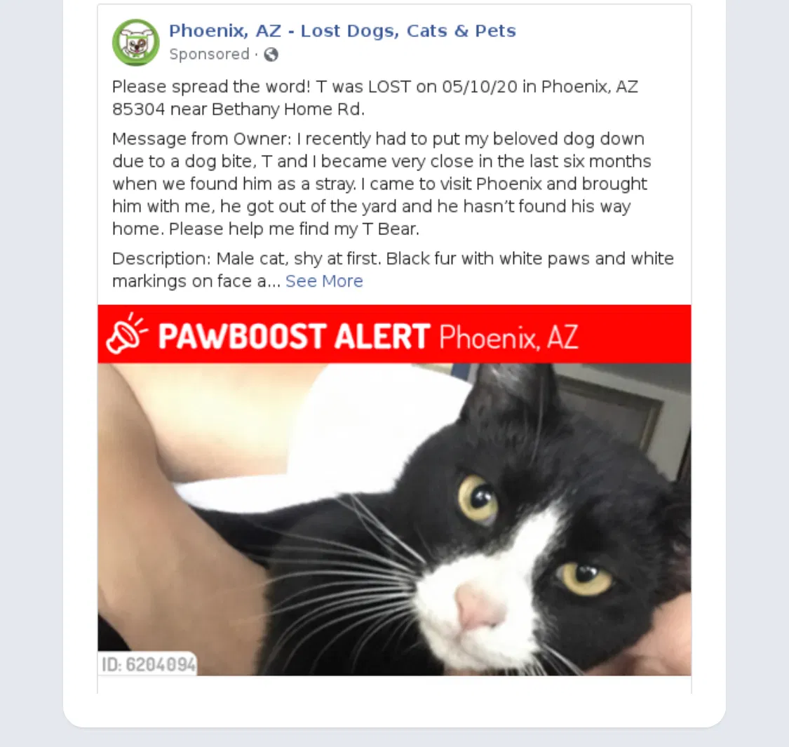 Lost cat in Phoenix, AZ, 85019