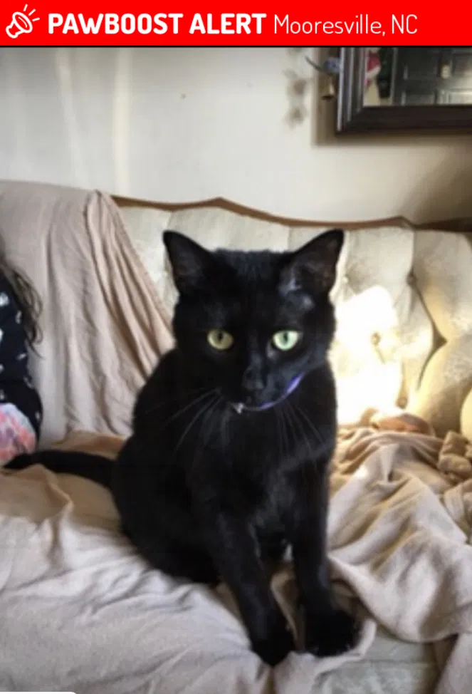 Lost cat in Mooresville, NC, 28115