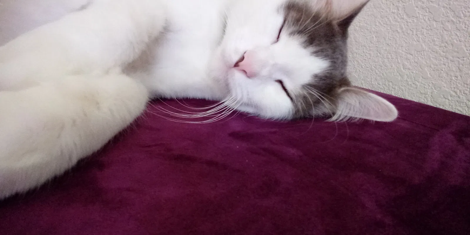 Lost cat in Punta Gorda, FL, 33980