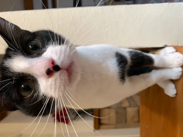Lost cat in Colorado Springs, CO, 80906