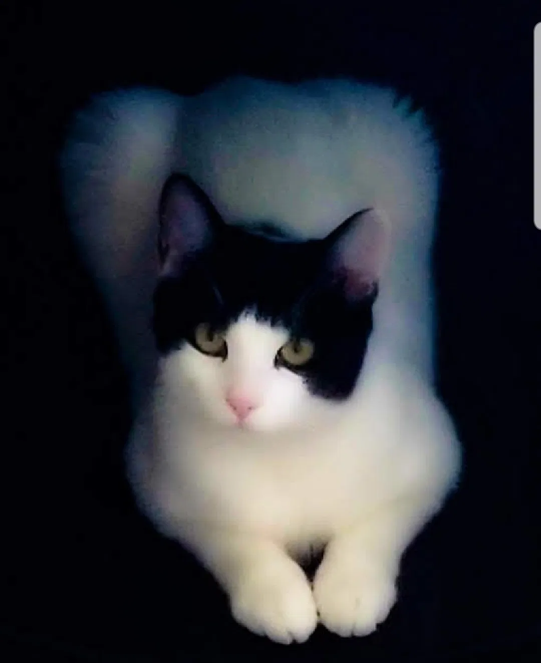 Lost cat in Albuquerque, NM, 87120