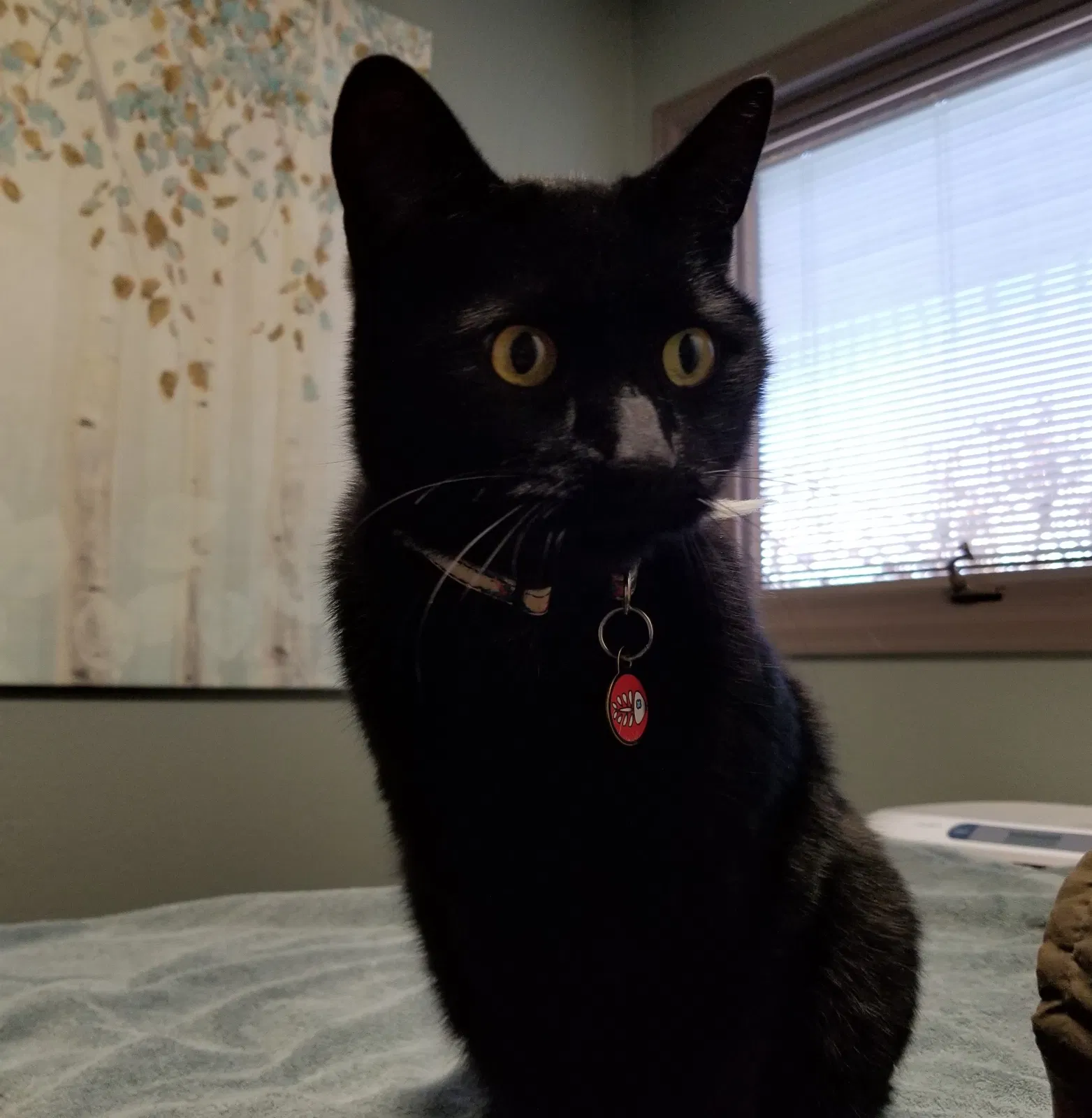 Lost cat in Colorado Springs, CO, 80920