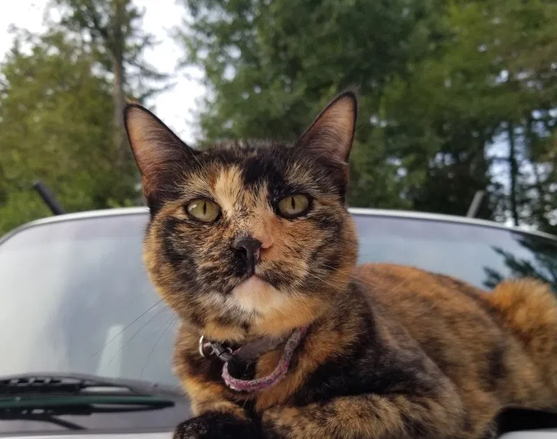 Lost cat in Gig Harbor, WA, 98329