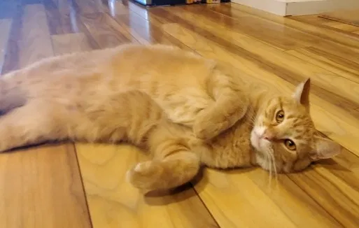 Lost cat in Albuquerque, NM, 87109