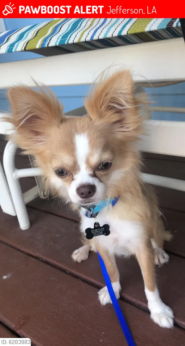 Lost dog in New Orleans, LA, 70121