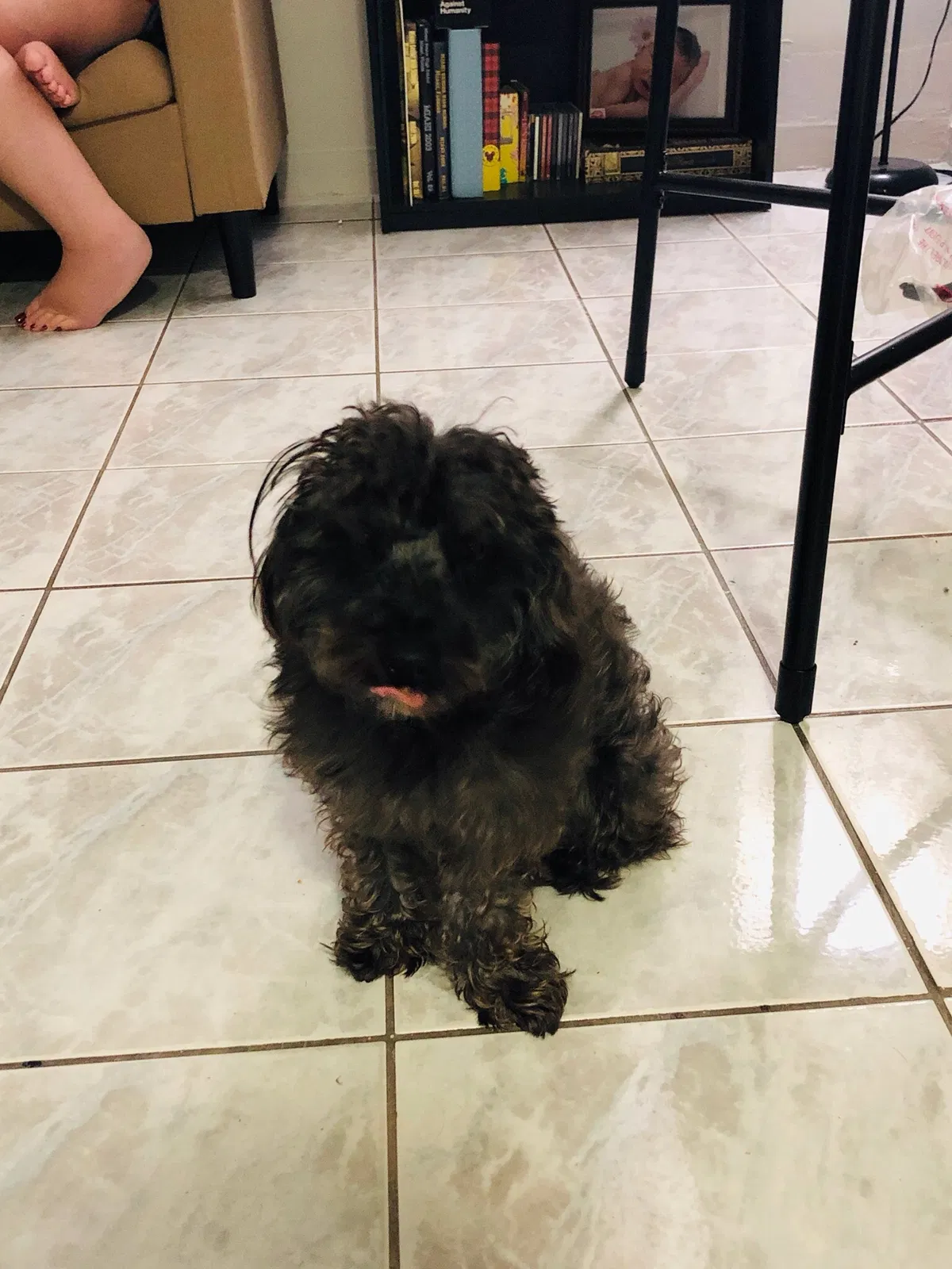 Lost dog in Miami, FL, 33133