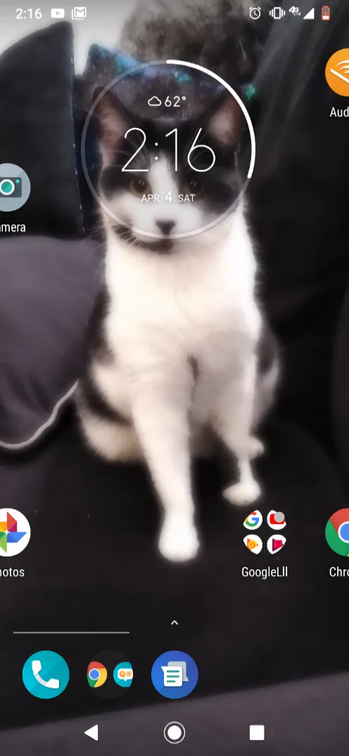 Lost cat in San Diego, CA, 92111