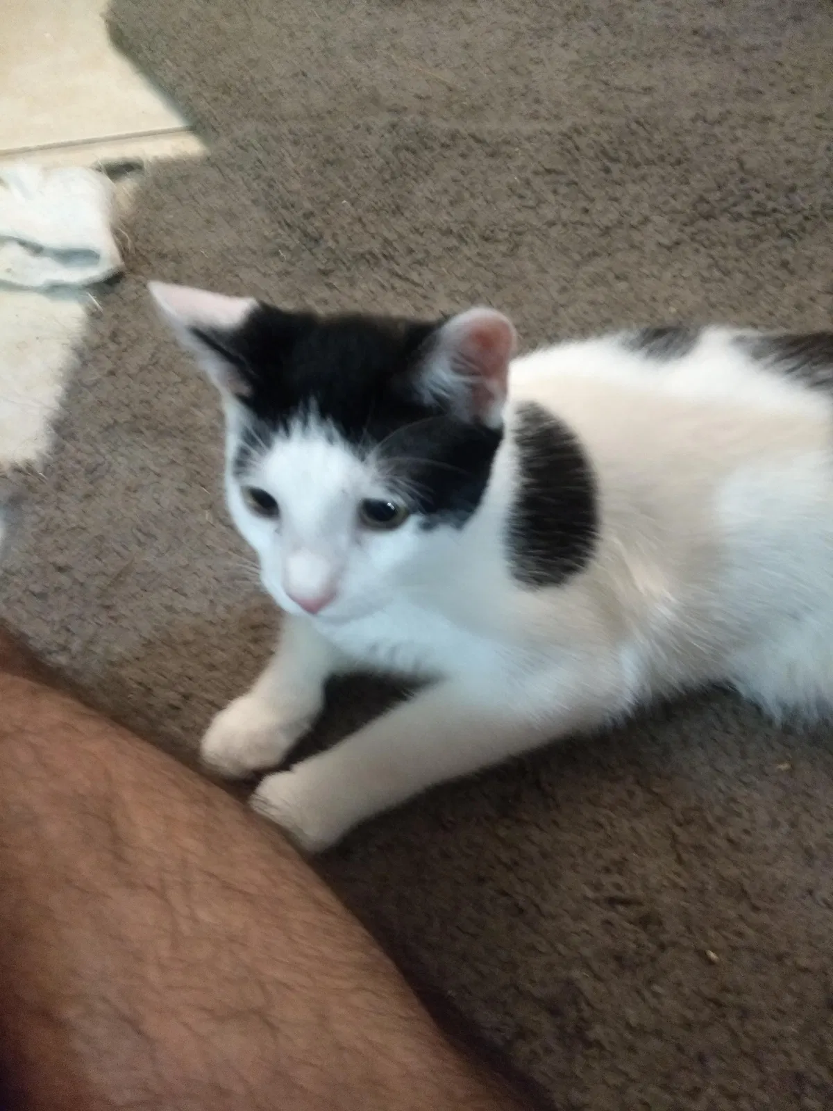 Lost cat in Tallahassee, FL, 32303