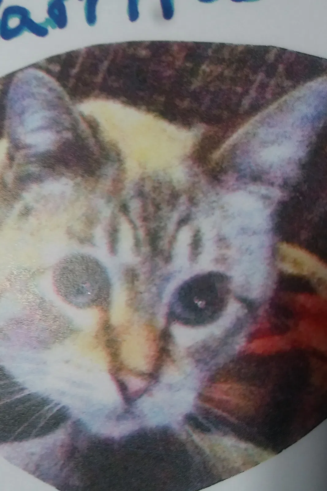 Lost cat in Seattle, WA, 98107