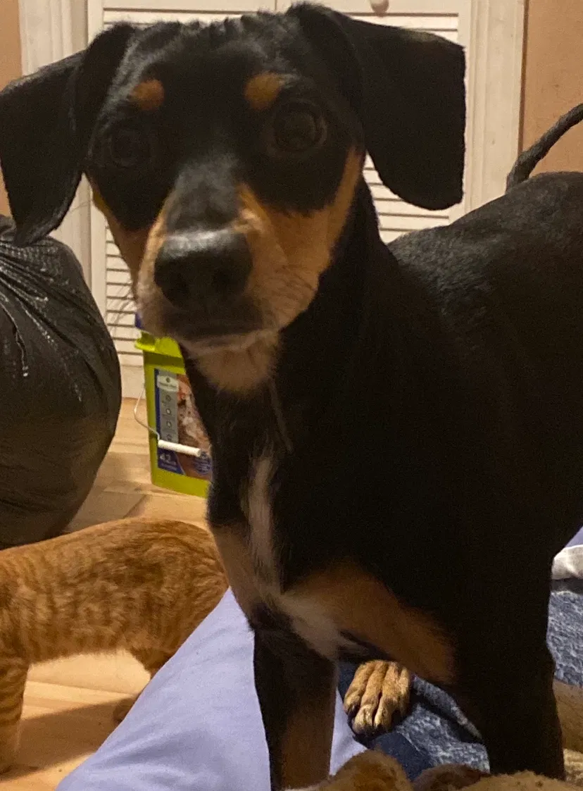 Lost dog in Des Moines, IA, 50317