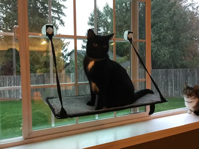 Lost cat in Olympia, WA, 98512