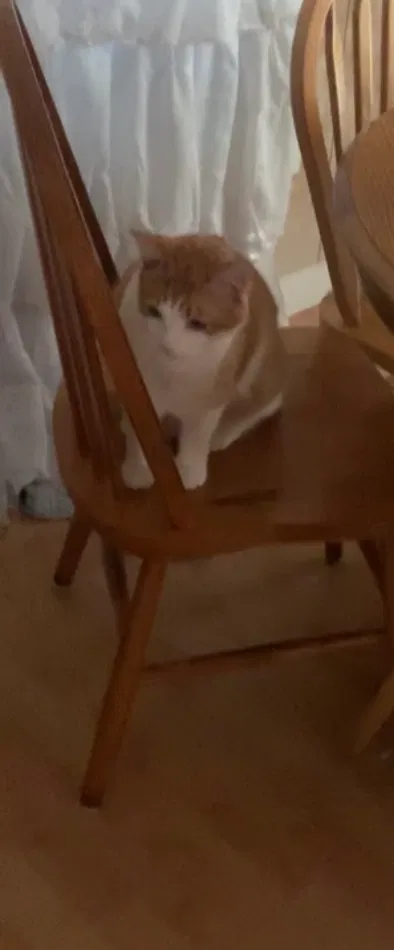 Lost cat in College Station, TX, 77845