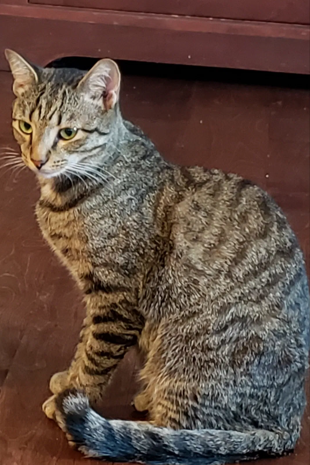 Lost cat in Davidson, NC, 28036