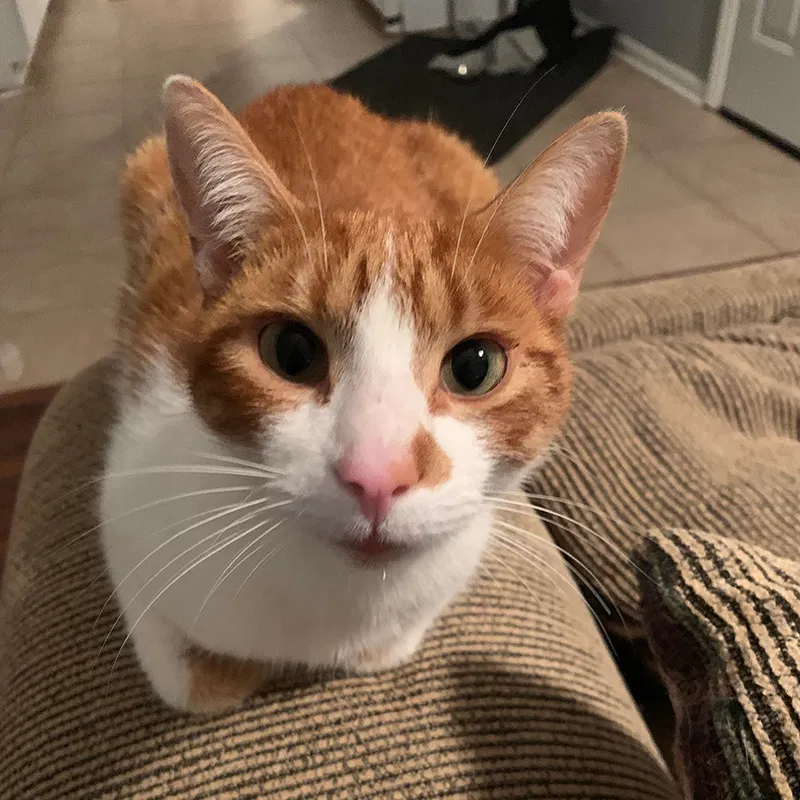 Lost cat in Acworth, GA, 30101