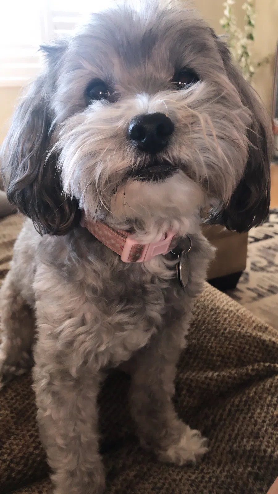 Lost dog in Granada Hills, CA, 91344