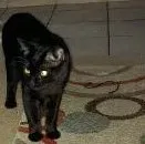 Lost cat in Riverside, CA, 92504