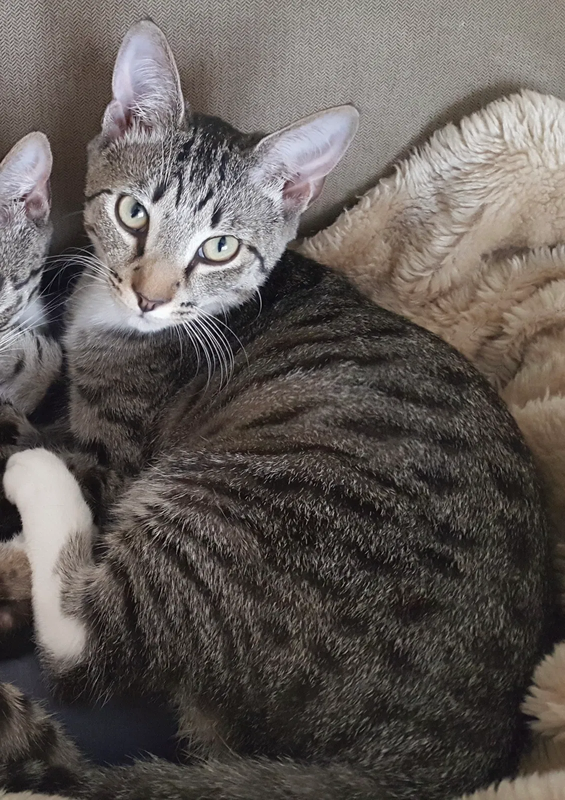 Lost cat in Asheville, NC, 28805