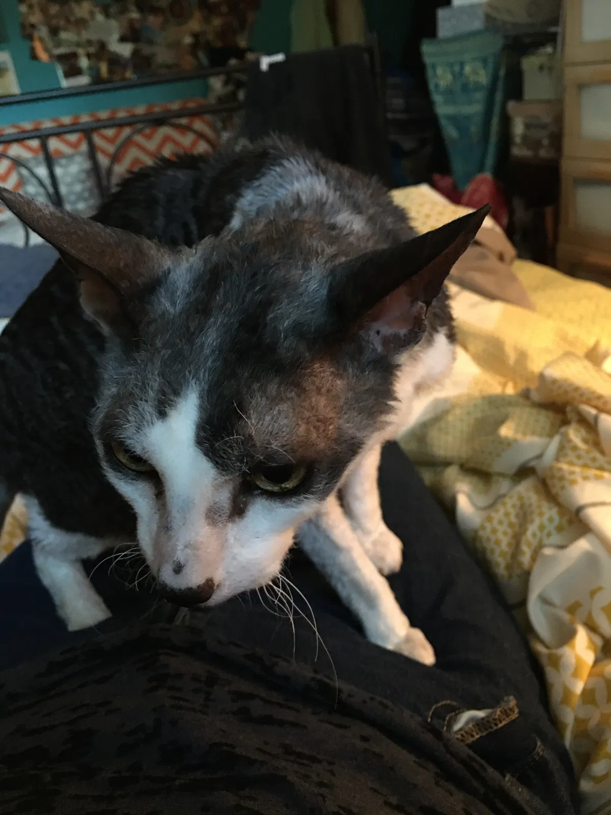 Lost cat in Woodbridge, VA, 22193