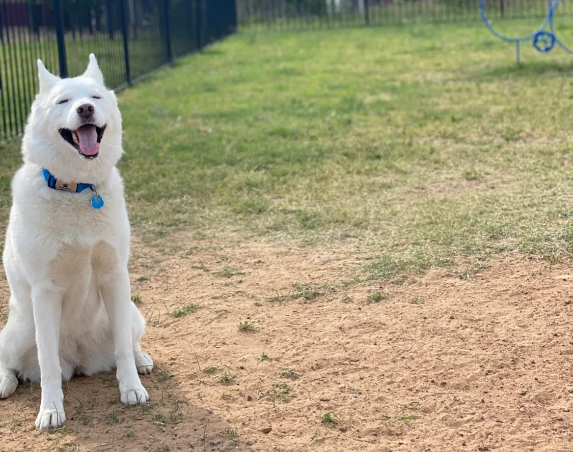 Lost dog in College Station, TX, 77845