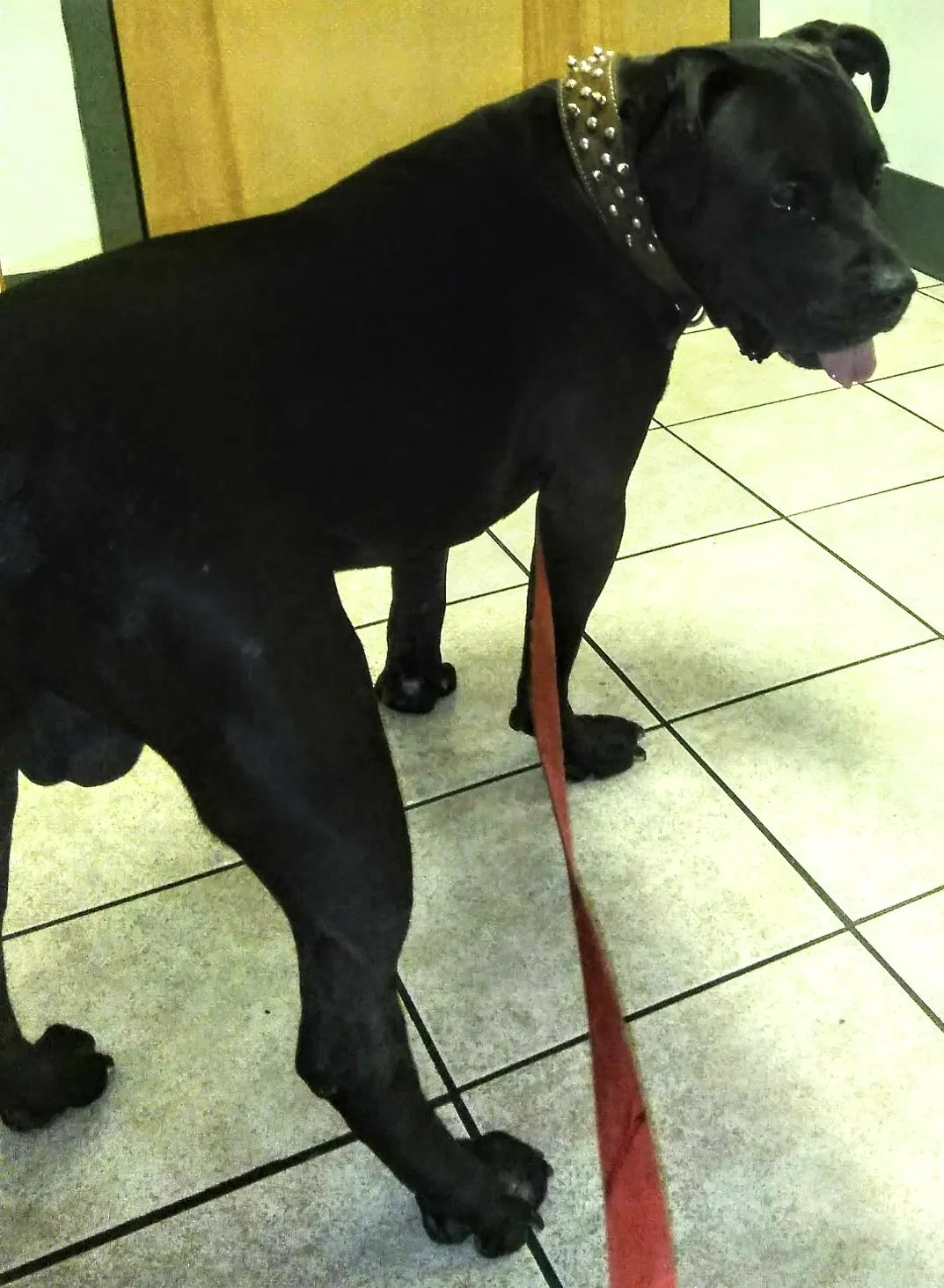Lost dog in Las Cruces, NM, 88005