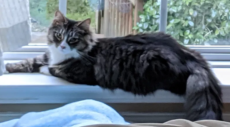 Lost cat in Simpsonville, SC, 29681