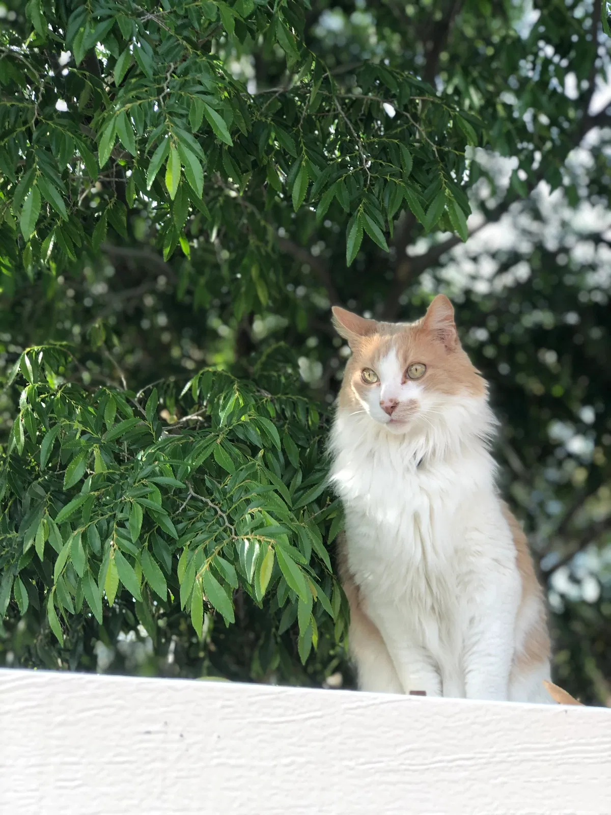 Lost cat in Tucson, AZ, 85747